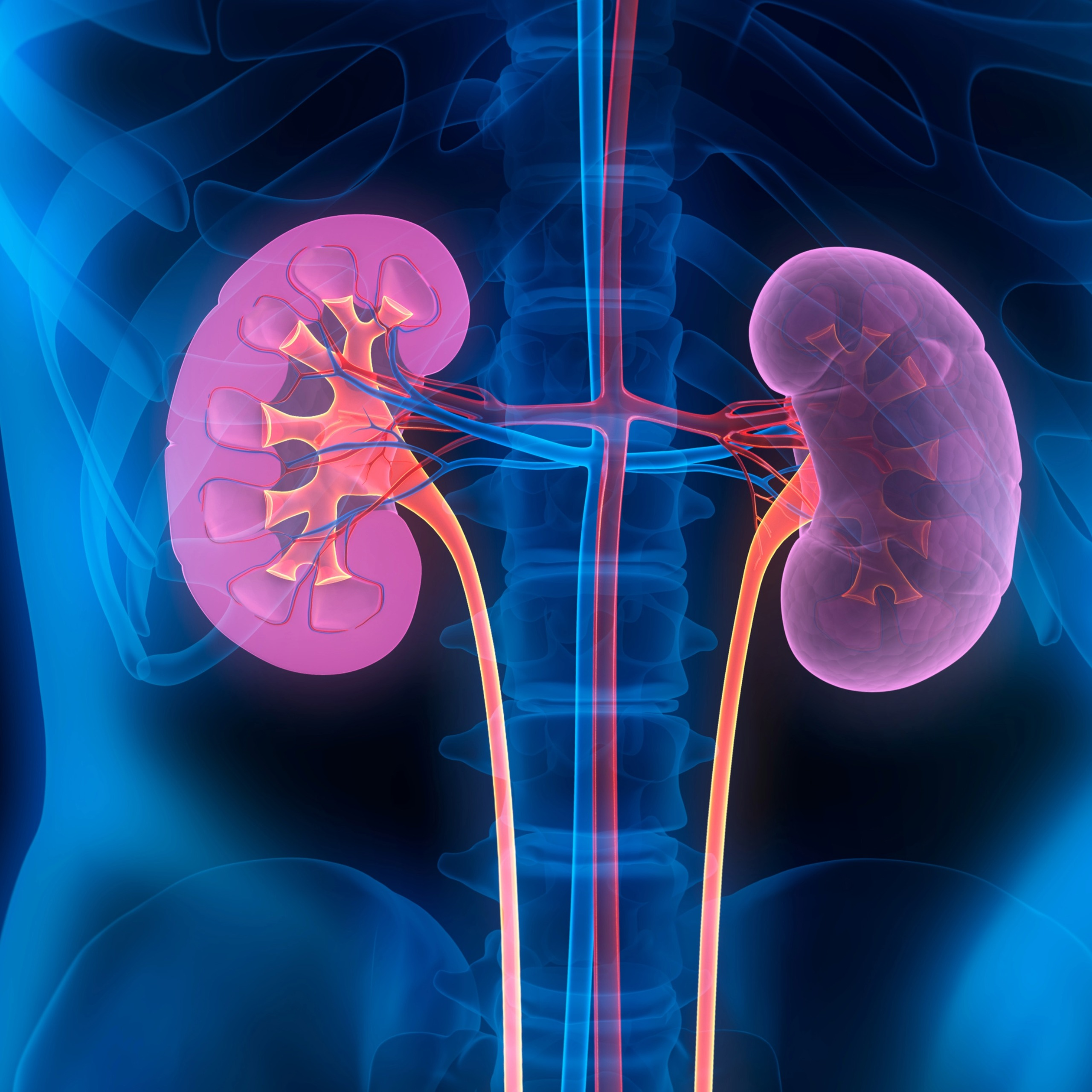 Kidney Health from A Craniosacral Persepctive