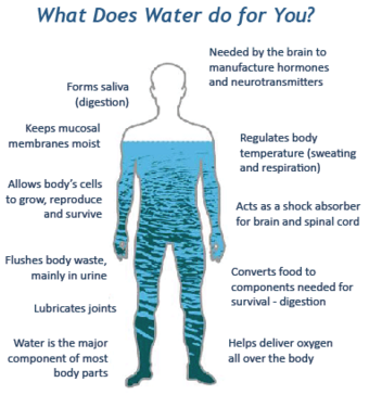 The Fluid Body
